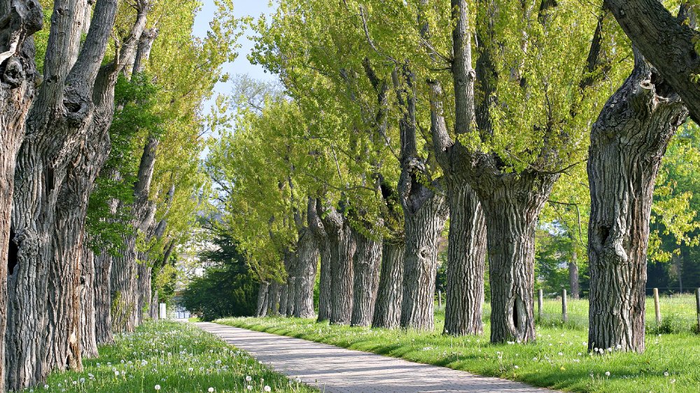 🌳 호엔하임 정원(호엔하이머 게르텐)